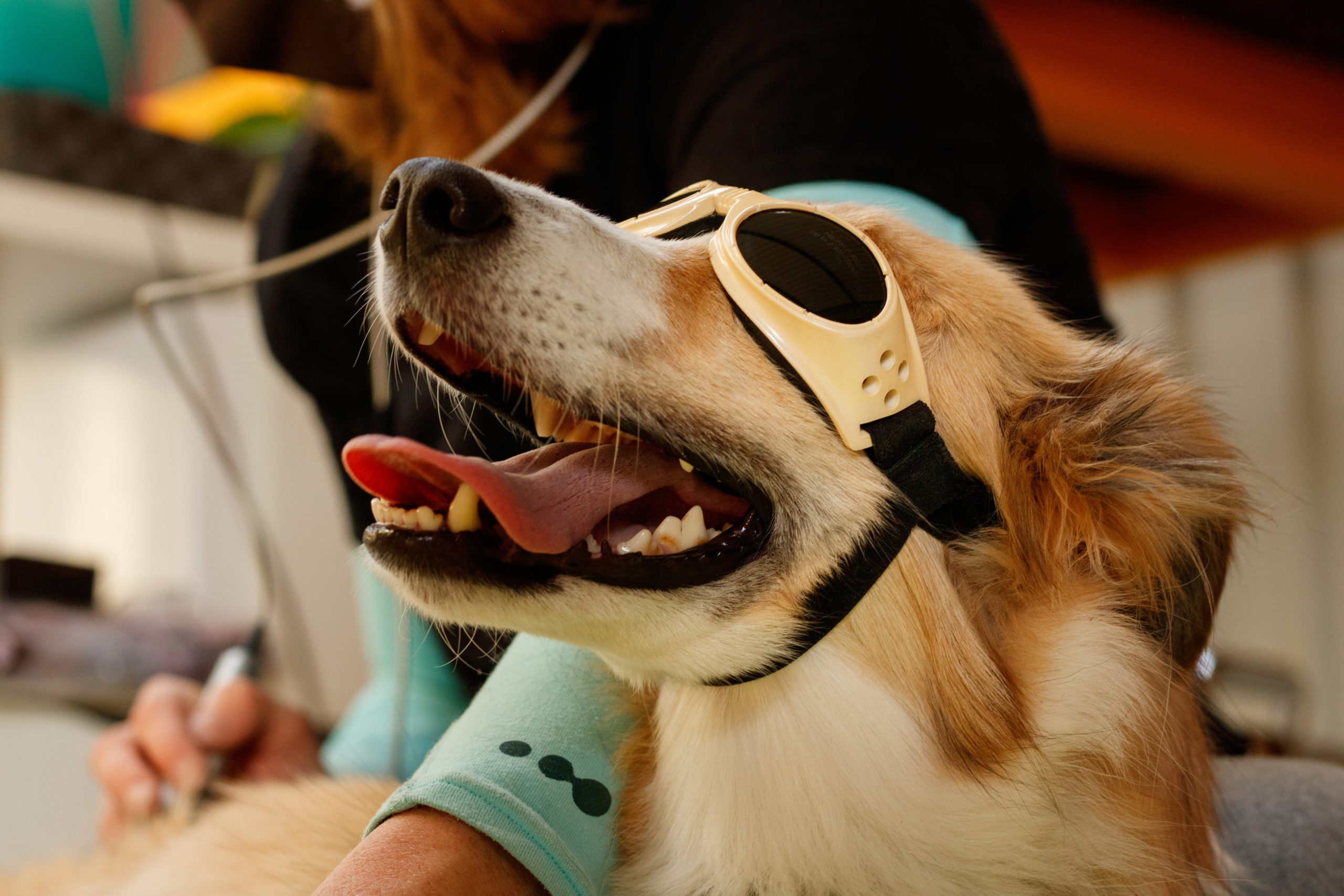 dog wearing laser goggles while receiving laser therapy at the vet