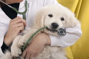 golden retriever puppy with stethoscope in its mouth at the vet