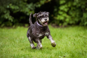 appy old schnauzer dog running outdoors