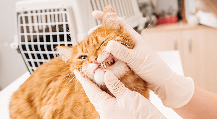 Cat at the dentist getting its teeth checked out by the veterinarian