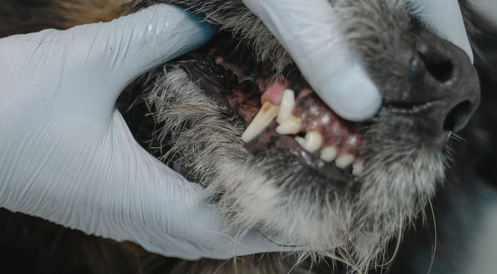 dog getting dental exam
