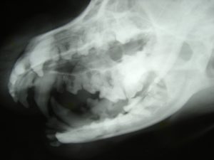 x-ray of dog's mouth to see which teeth need to be pulled