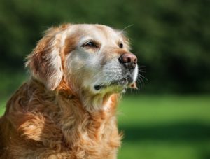 Older golden retriever in a field before euthanasia service