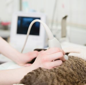 cat receiving ultrasound at the vet