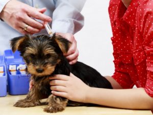 puppy receiving vaccination shot at the vet
